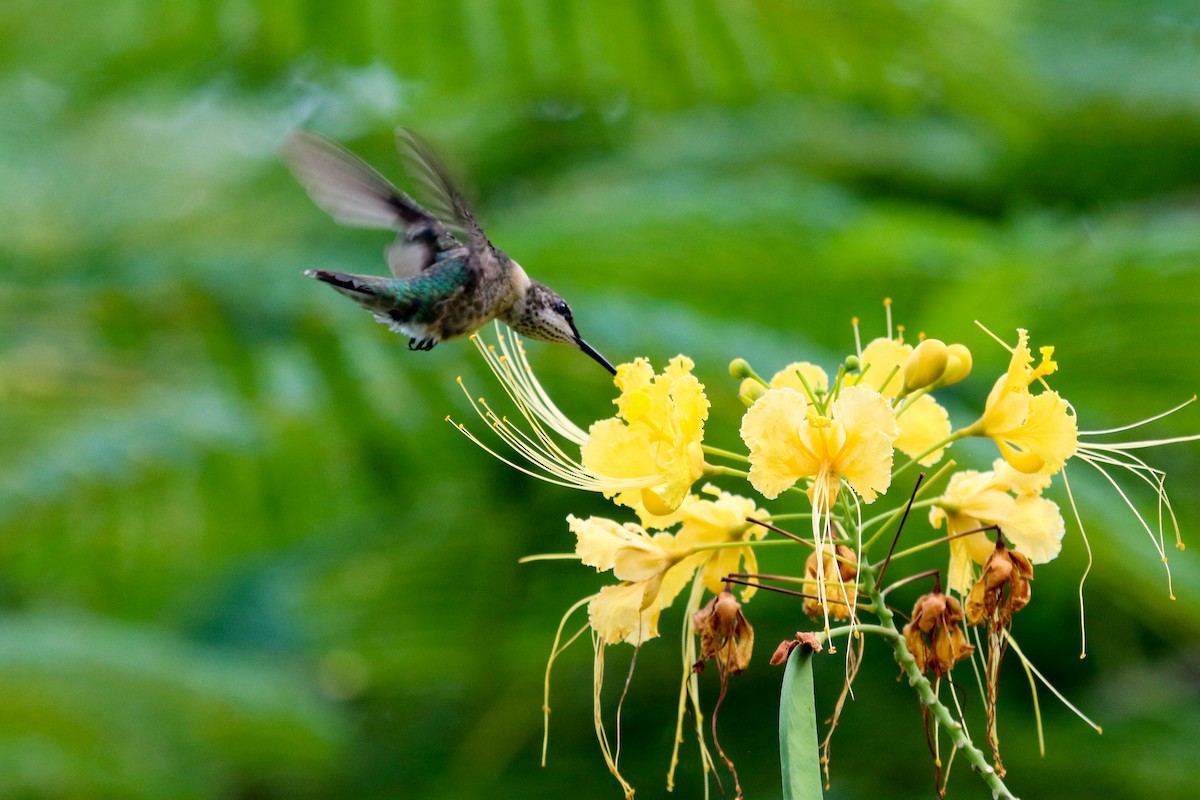 Ruby-throated Hummingbird - Michael Hyman