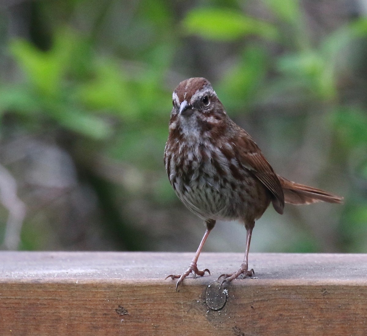 Song Sparrow (rufina Group) - ML149934021