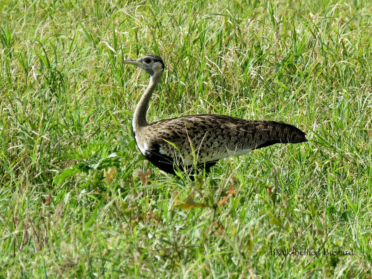 Hartlaub's Bustard - ML149935151