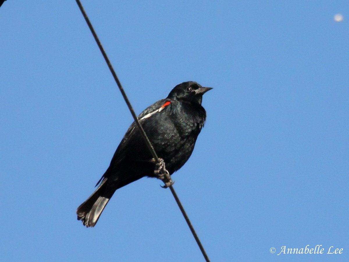 Tricolored Blackbird - ML149936741