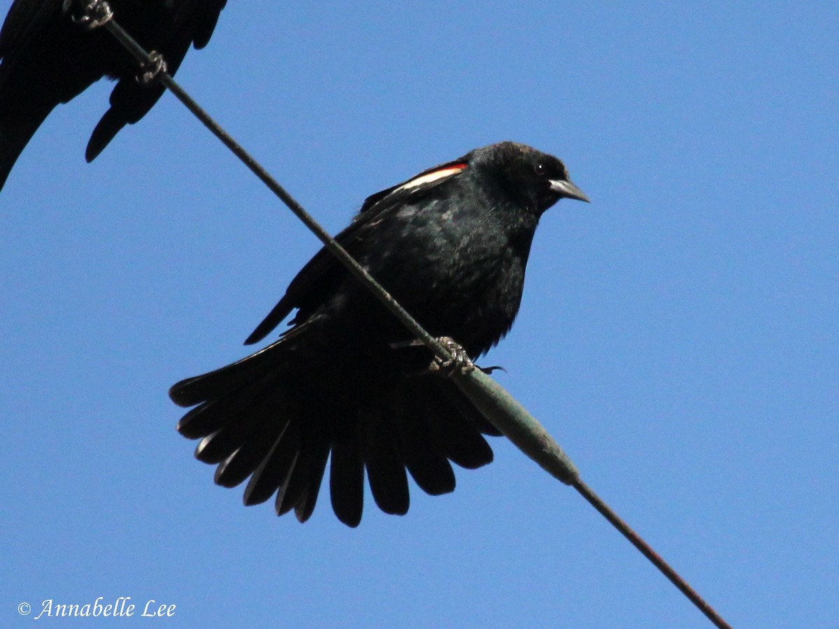 Tricolored Blackbird - ML149936761