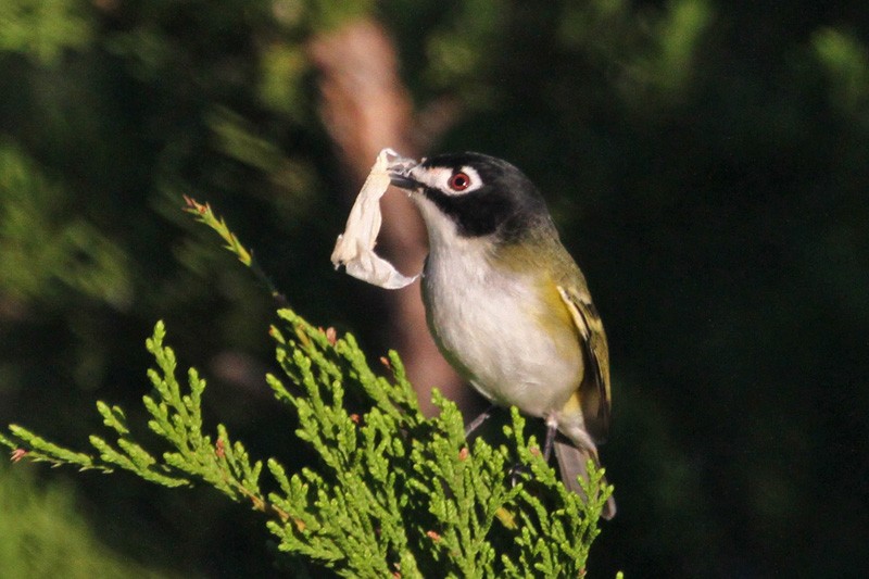 Vireo Cabecinegro - ML149938251