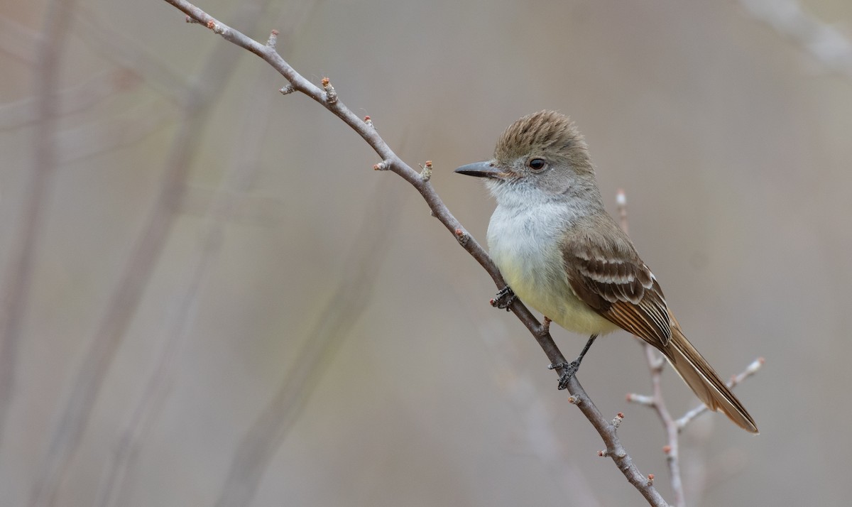 Nutting's Flycatcher (Nutting's) - ML149938911