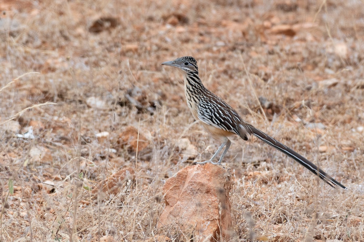 Lesser Roadrunner - ML149939391