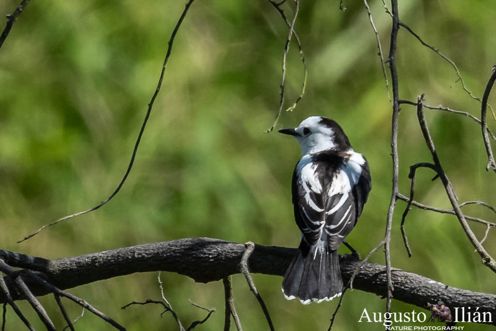 Pied Water-Tyrant - ML149940021