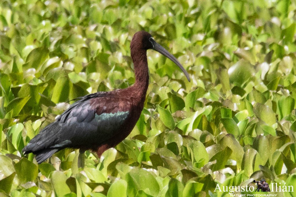 ibis hnědý - ML149941401