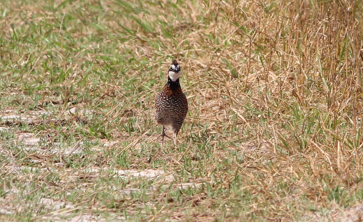 Northern Bobwhite - Gary Leavens