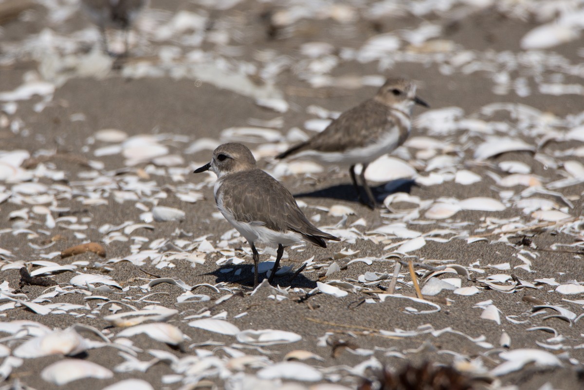 Two-banded Plover - ML149942511