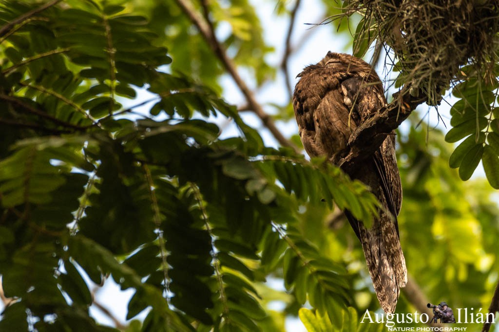 Common Potoo - ML149943311