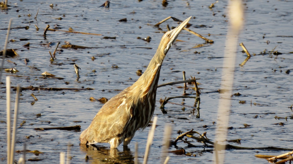 American Bittern - ML149945251