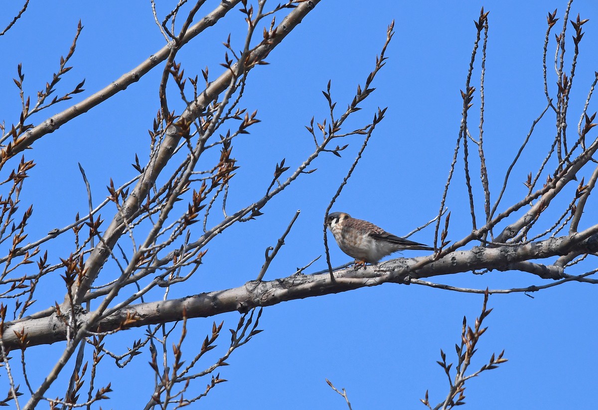 American Kestrel - Joshua Vandermeulen