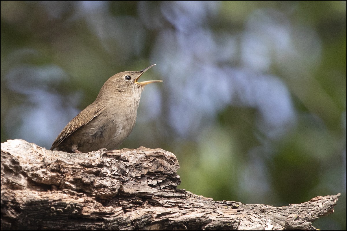 Northern House Wren - ML149946001