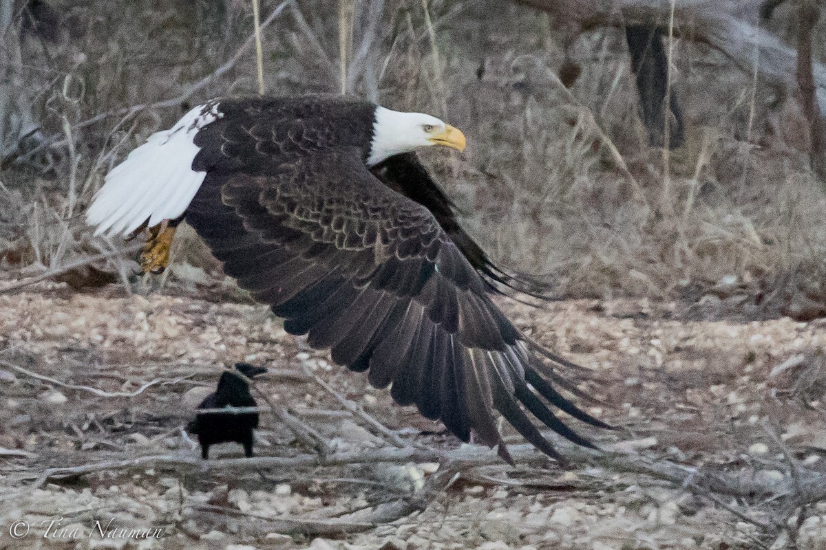 Bald Eagle - ML149946311