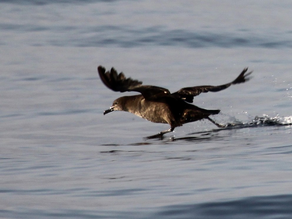 Sooty Shearwater - ML149947141