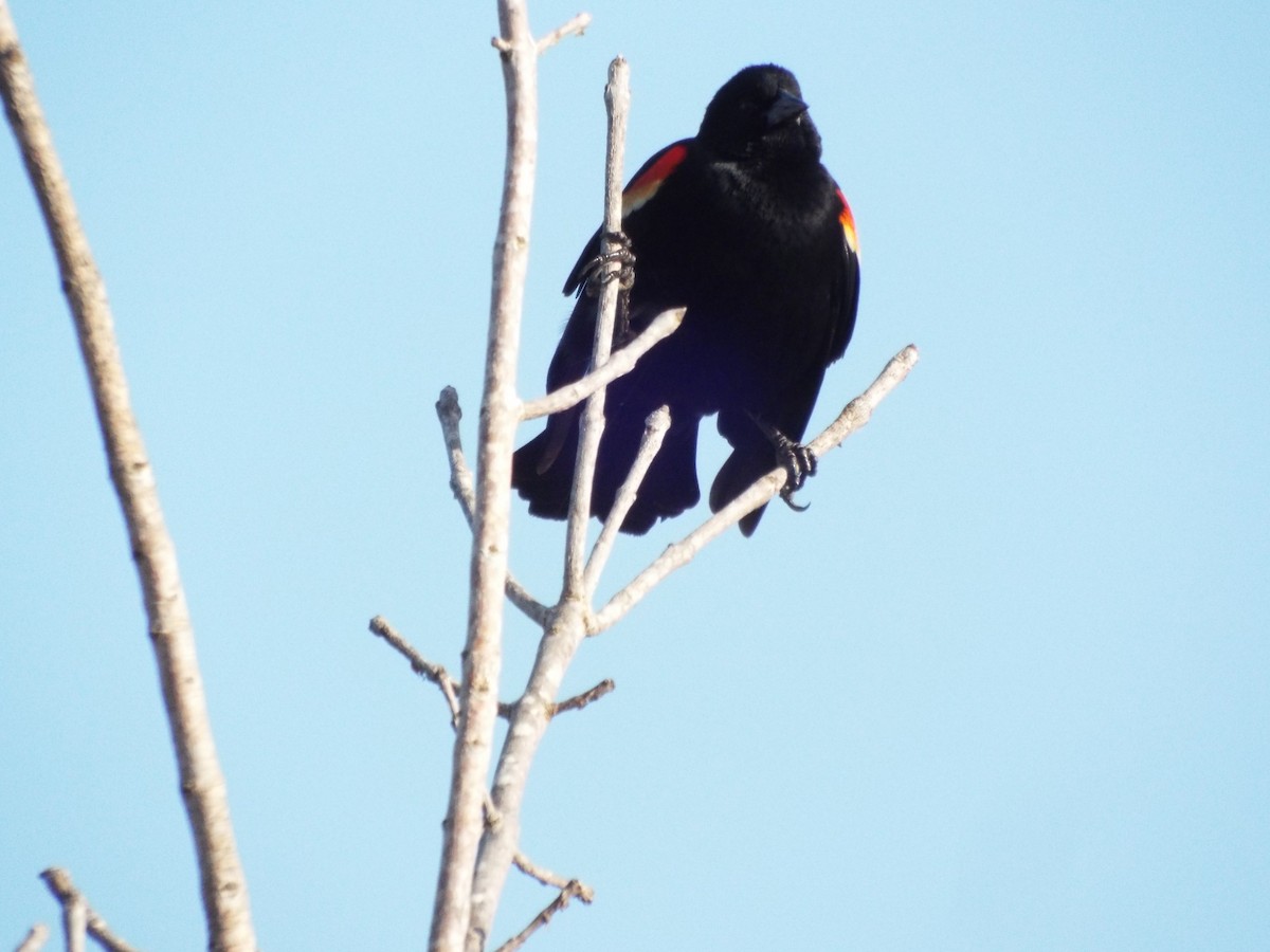 Red-winged Blackbird - ML149948561