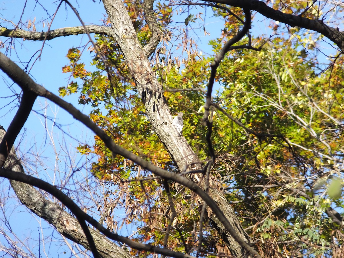 Red-headed Woodpecker - ML149949031