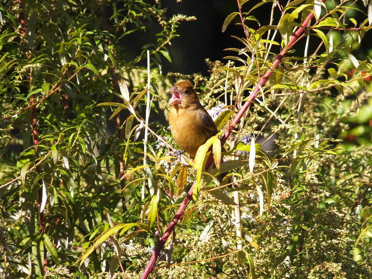 Blue Grosbeak - ML149949511