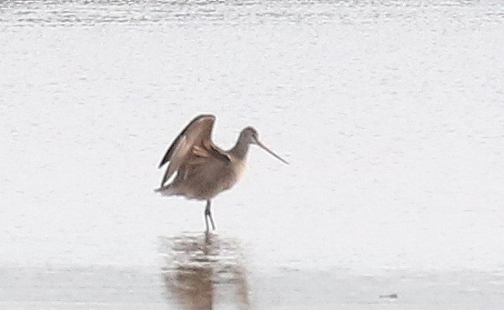 Marbled Godwit - Isaac Sanchez