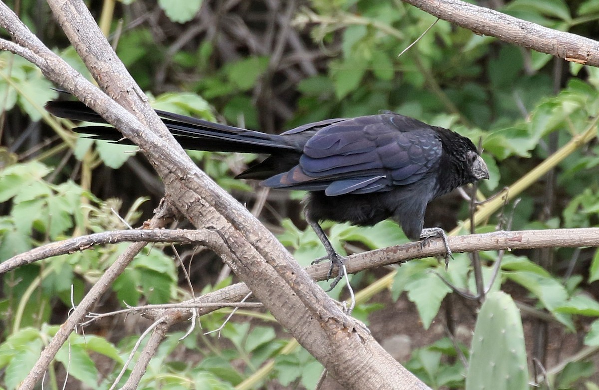 Groove-billed Ani - ML149951451