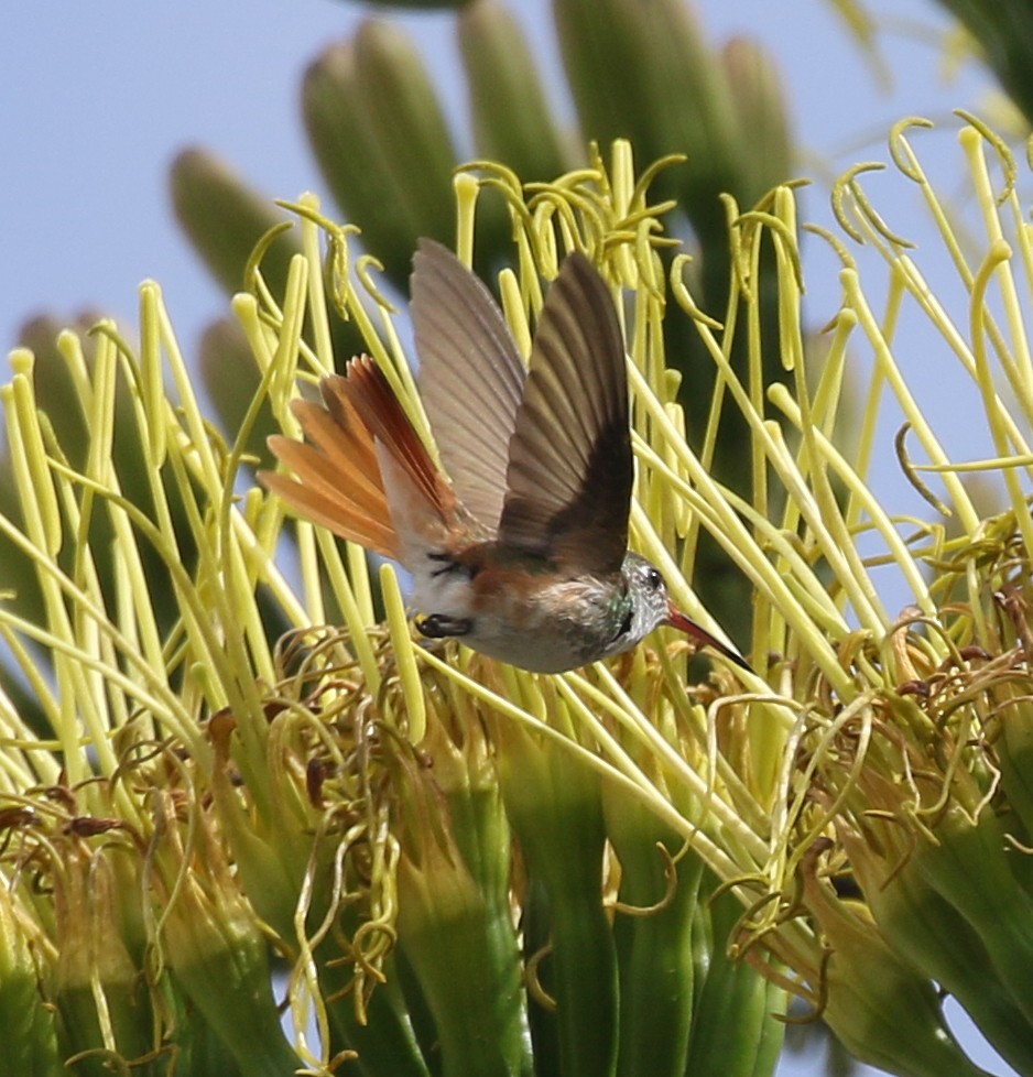 Amazilia Hummingbird (White-throated) - ML149951541