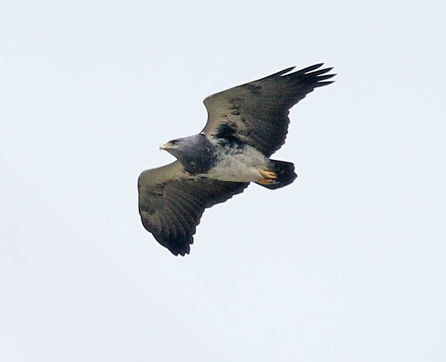 Black-chested Buzzard-Eagle - ML149951591