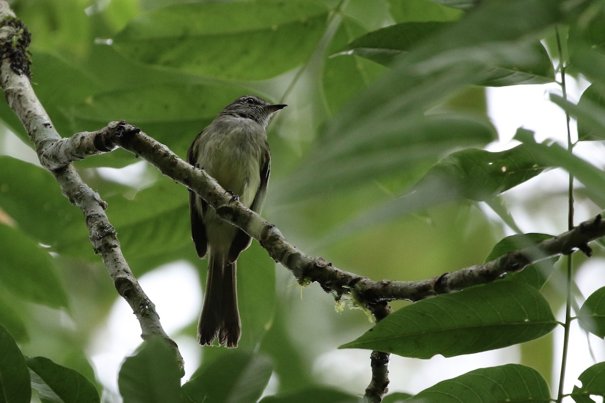 Pacific Elaenia - Ryan Zucker