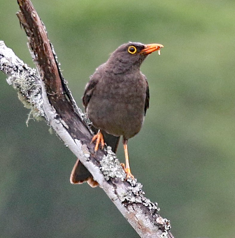 Great Thrush - ML149951681