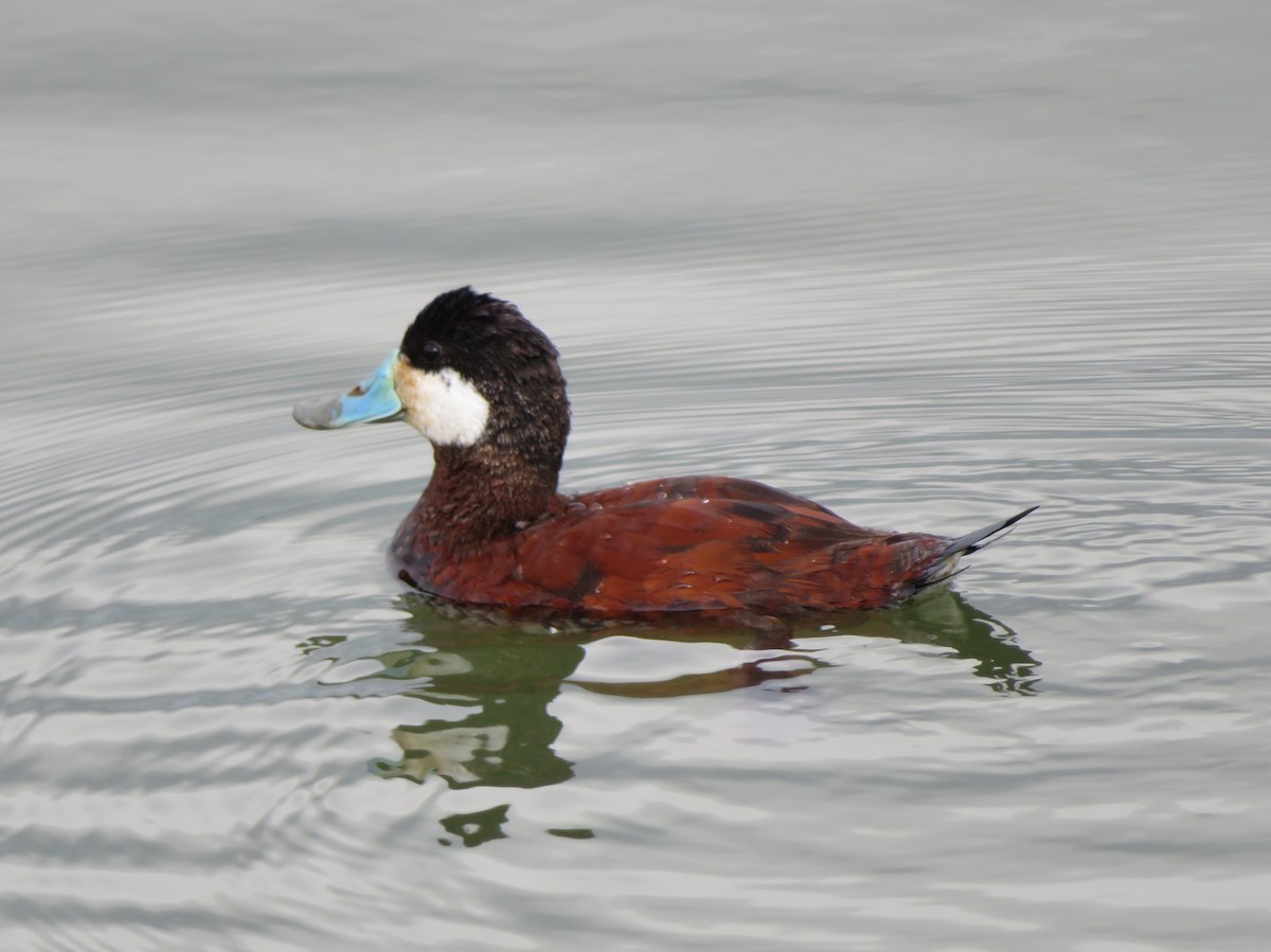 Ruddy Duck - ML149953091