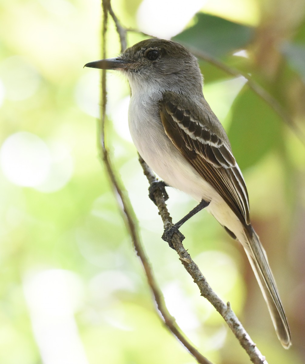 La Sagra's Flycatcher - ML149953131