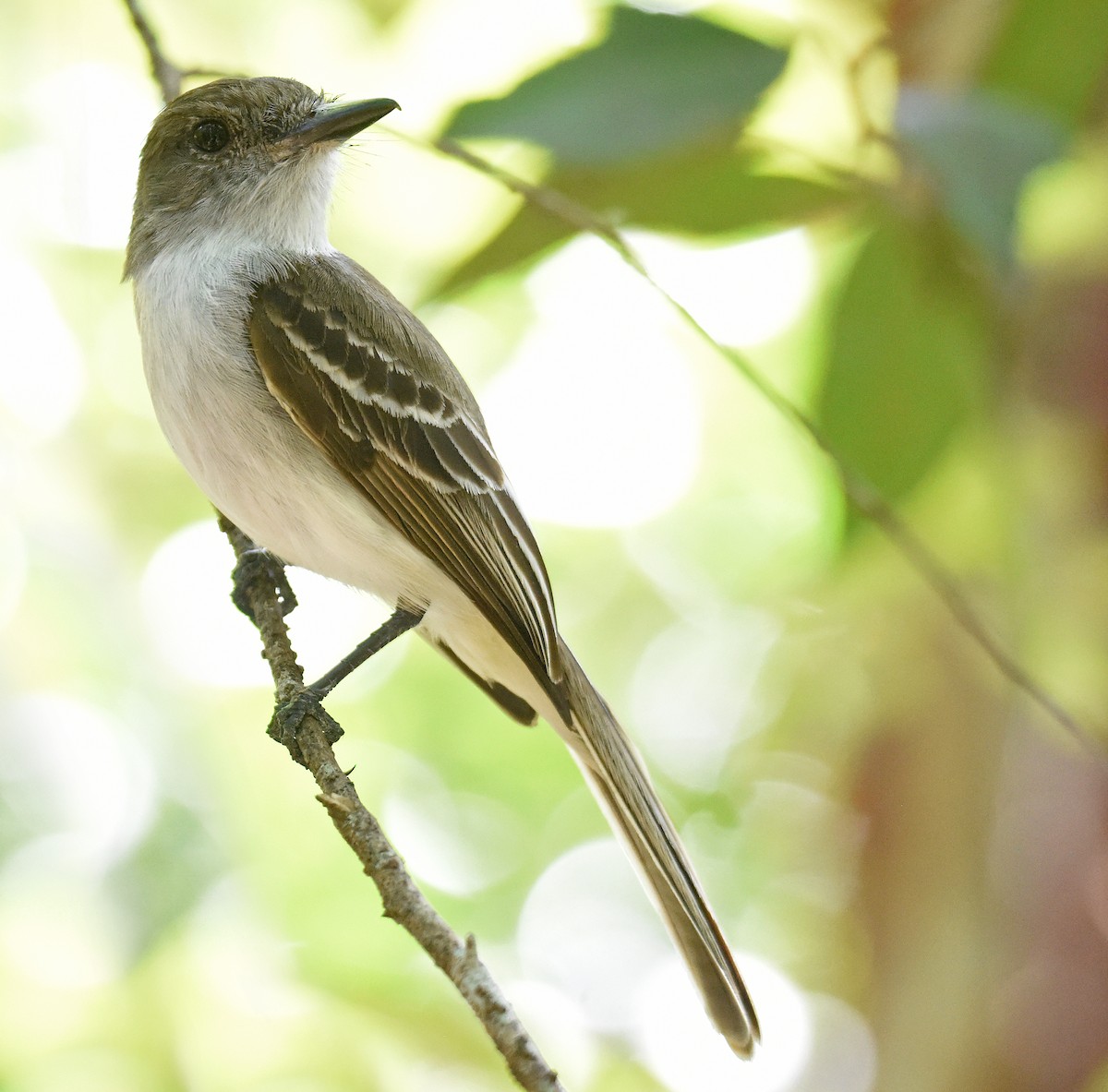 La Sagra's Flycatcher - ML149953171