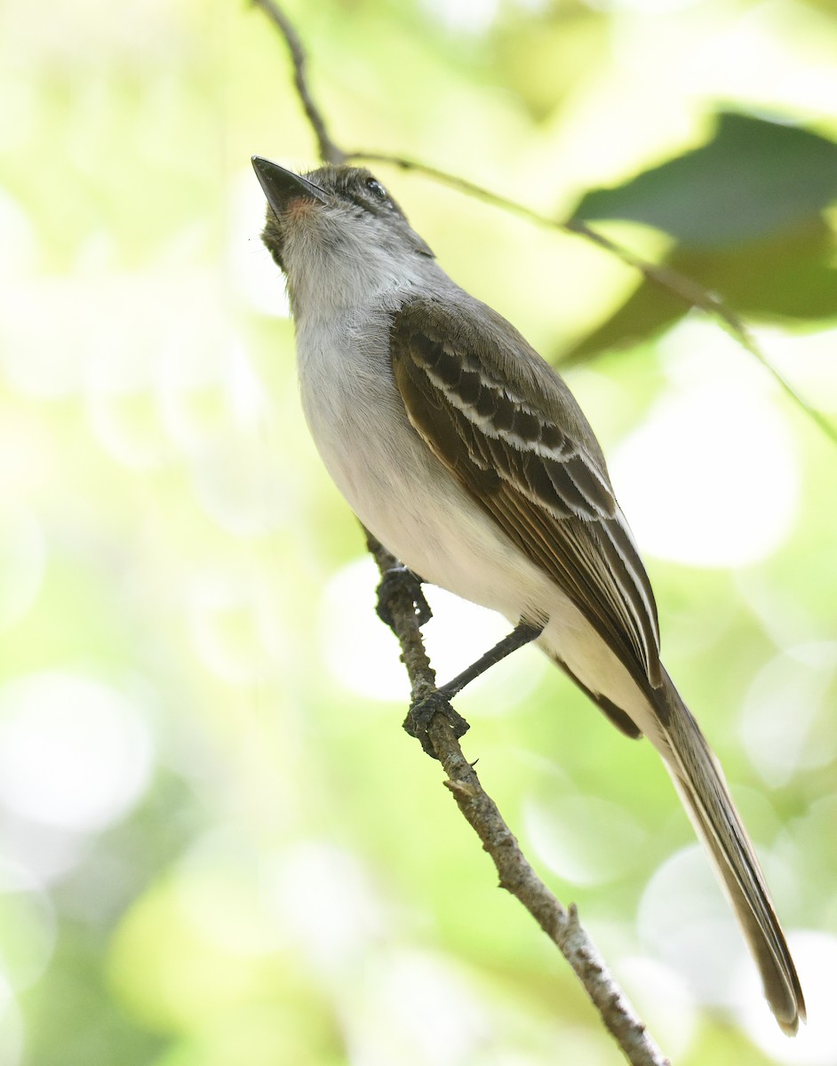 La Sagra's Flycatcher - ML149953181