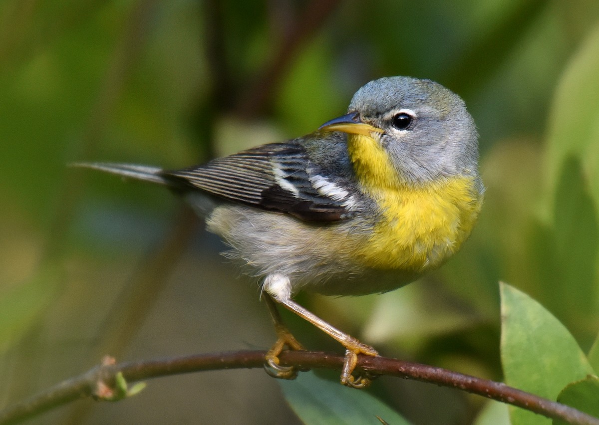 Northern Parula - ML149954451