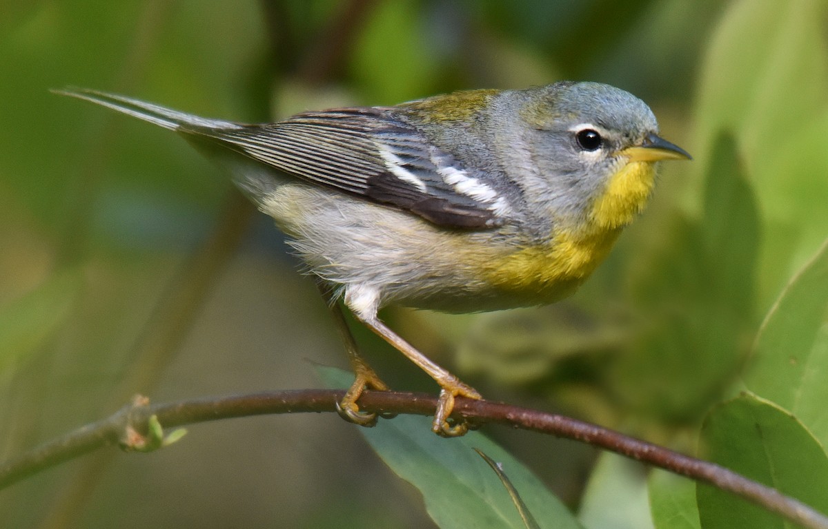 Northern Parula - ML149954461