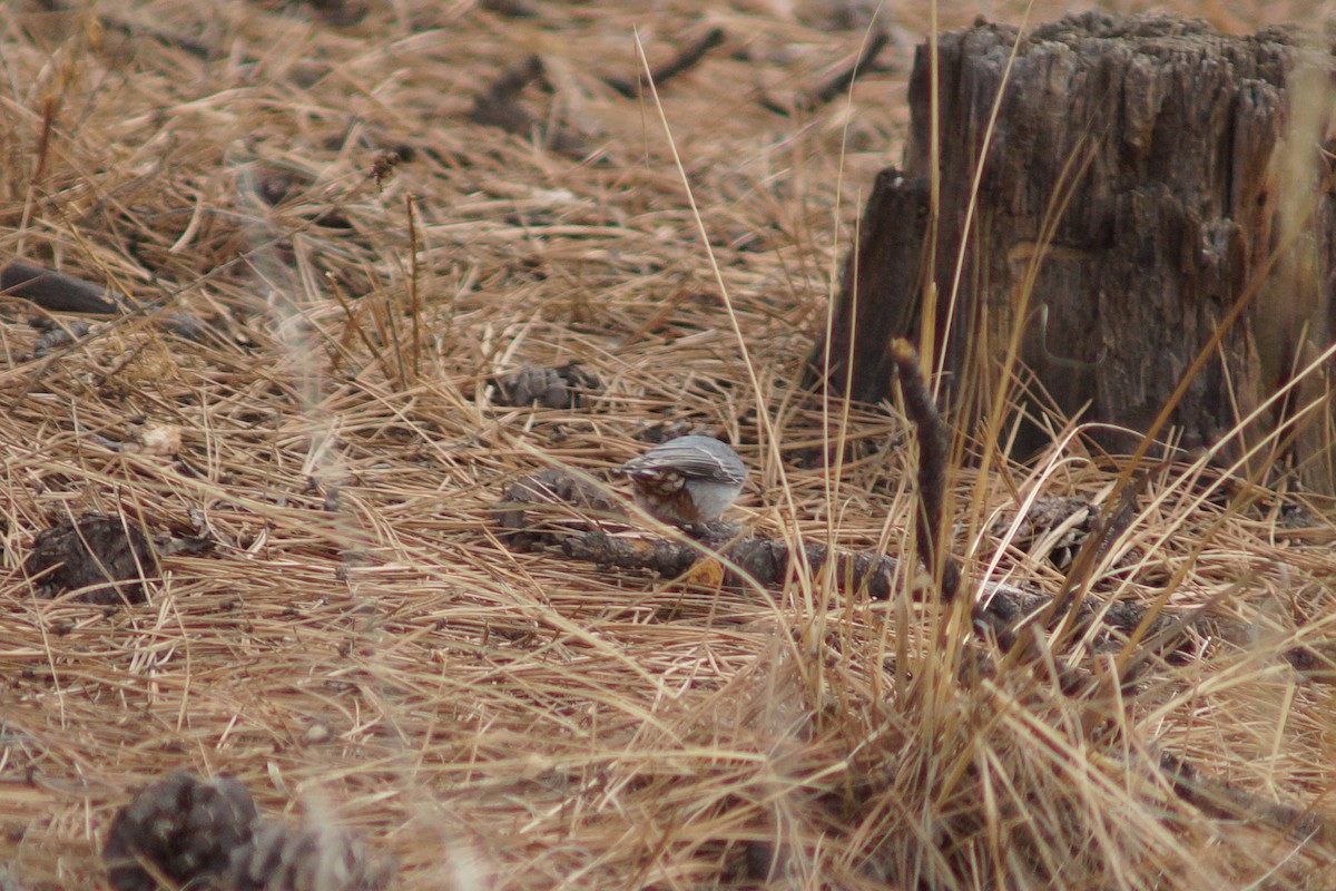 White-breasted Nuthatch - ML149954991