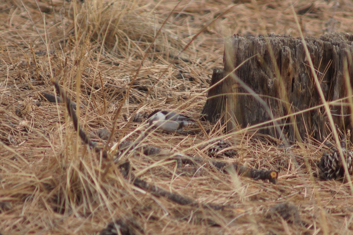 White-breasted Nuthatch - ML149955001