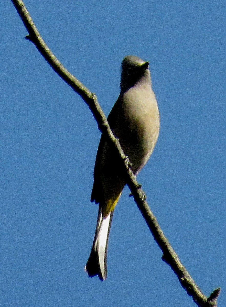 Gray Silky-flycatcher - Duncan Poole