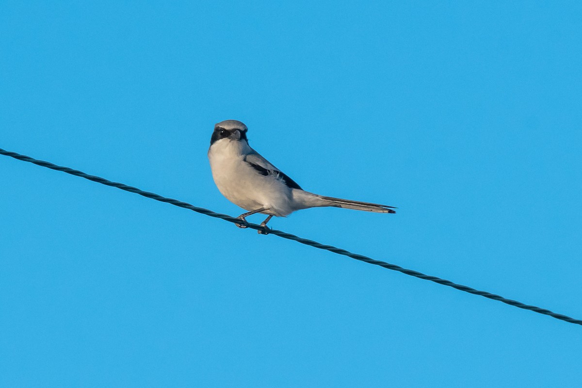 Loggerhead Shrike - Linn H