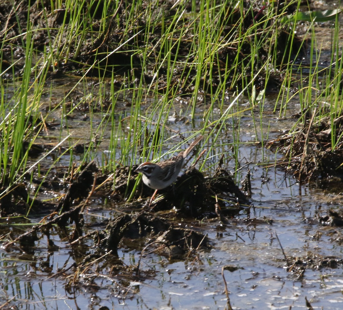 Lark Sparrow - ML149955451