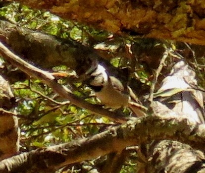 Bridled Titmouse - ML149955591