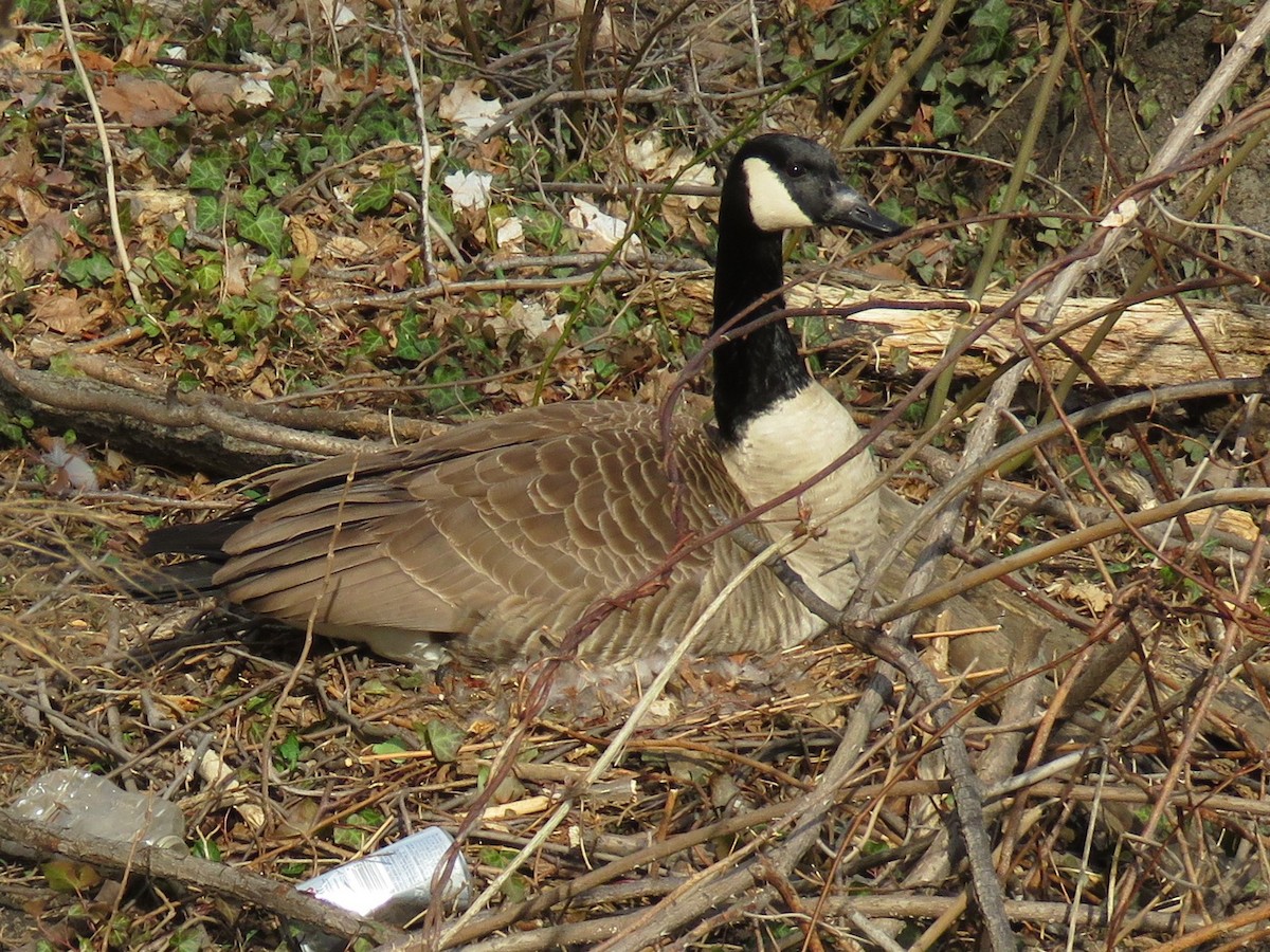 Канад галуу - ML149956031