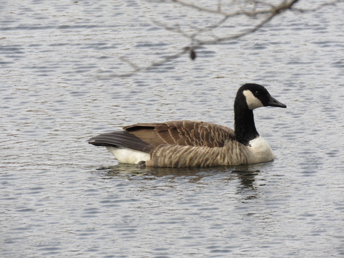 Канад галуу - ML149956111