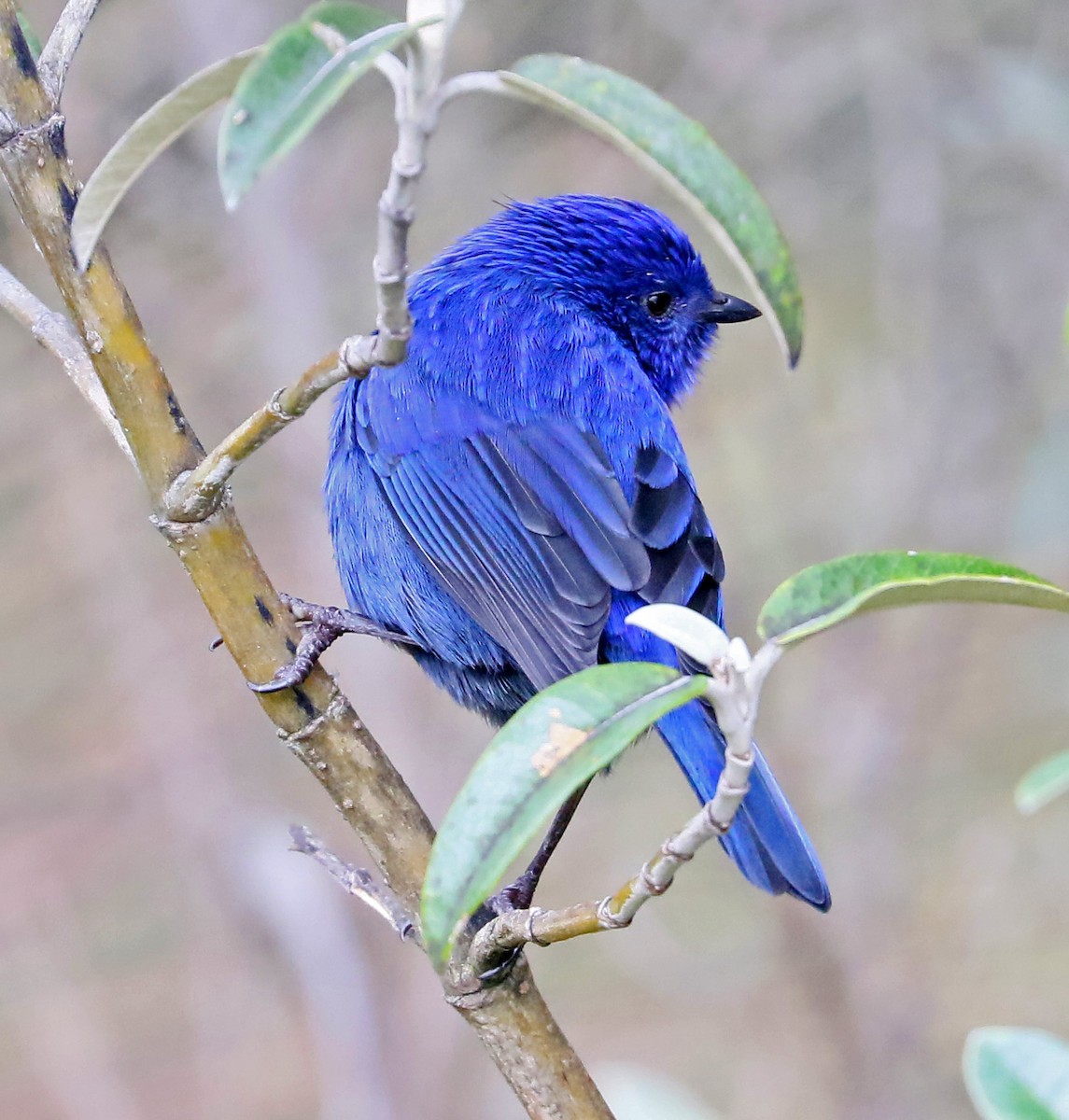 Tit-like Dacnis - Charlotte Byers