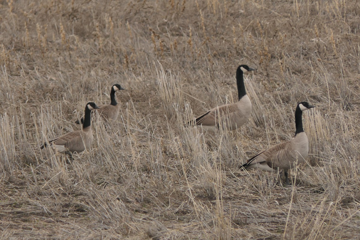 Cackling Goose - Jake Bramante