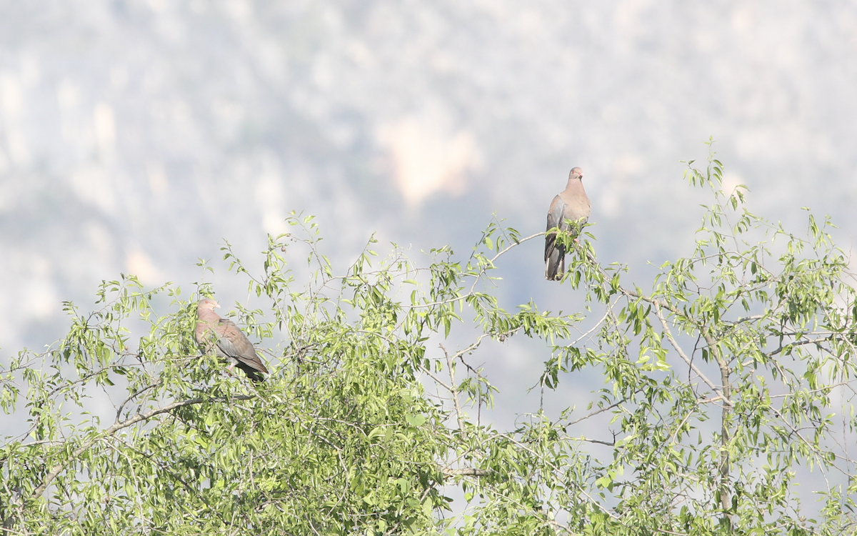 Red-billed Pigeon - ML149957821