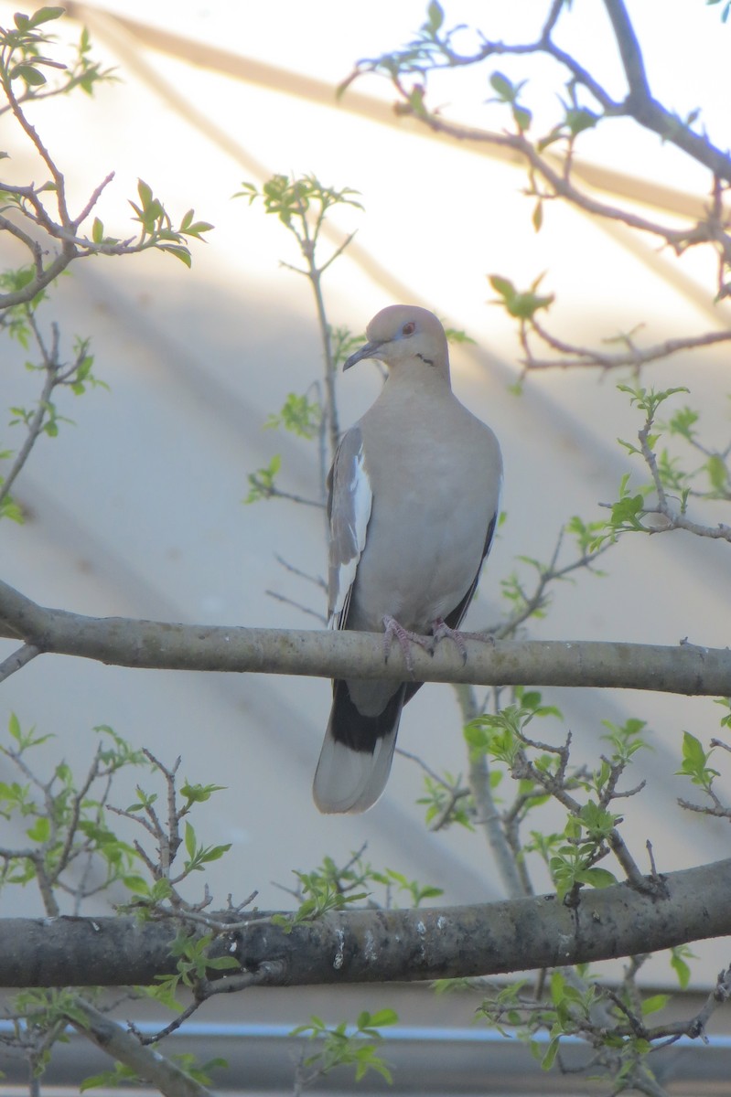 White-winged Dove - Janine McCabe