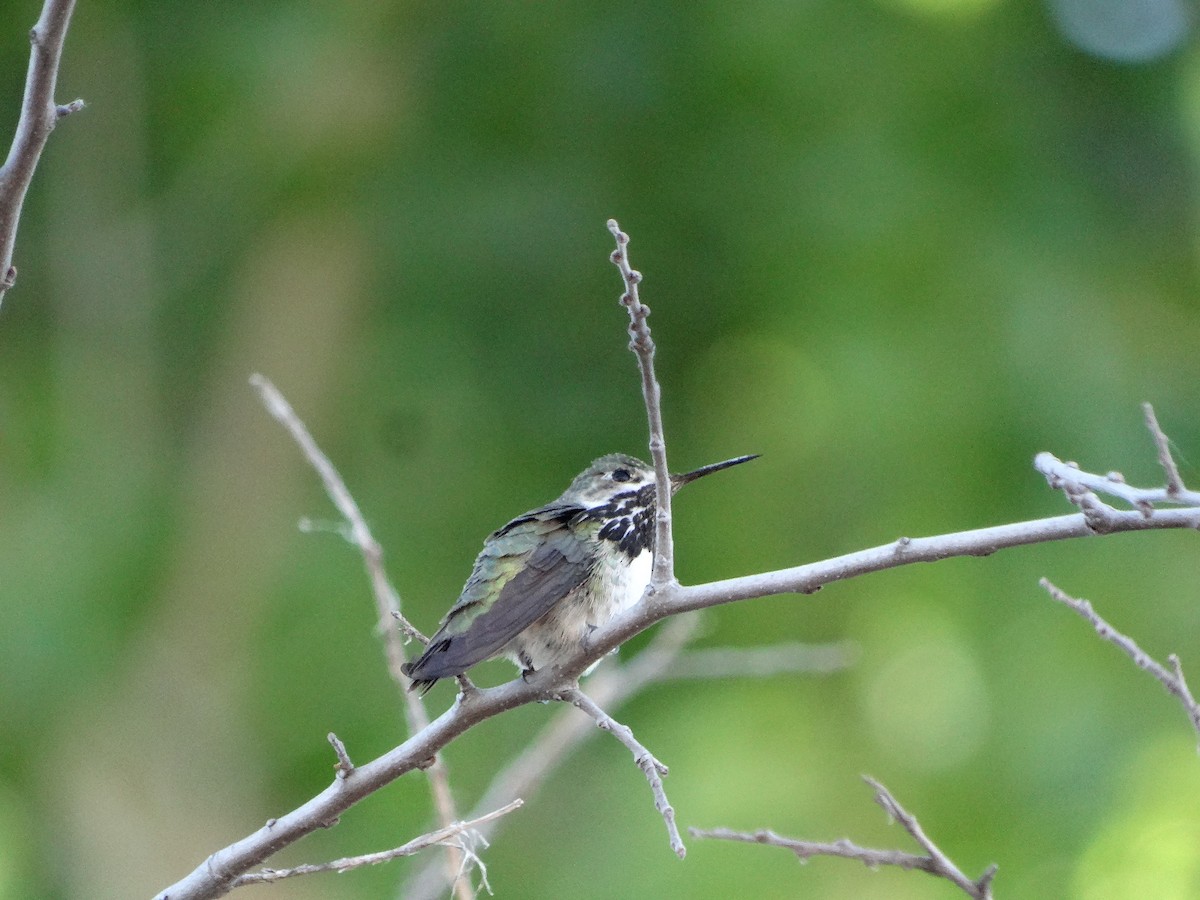 Calliope Hummingbird - ML149959361