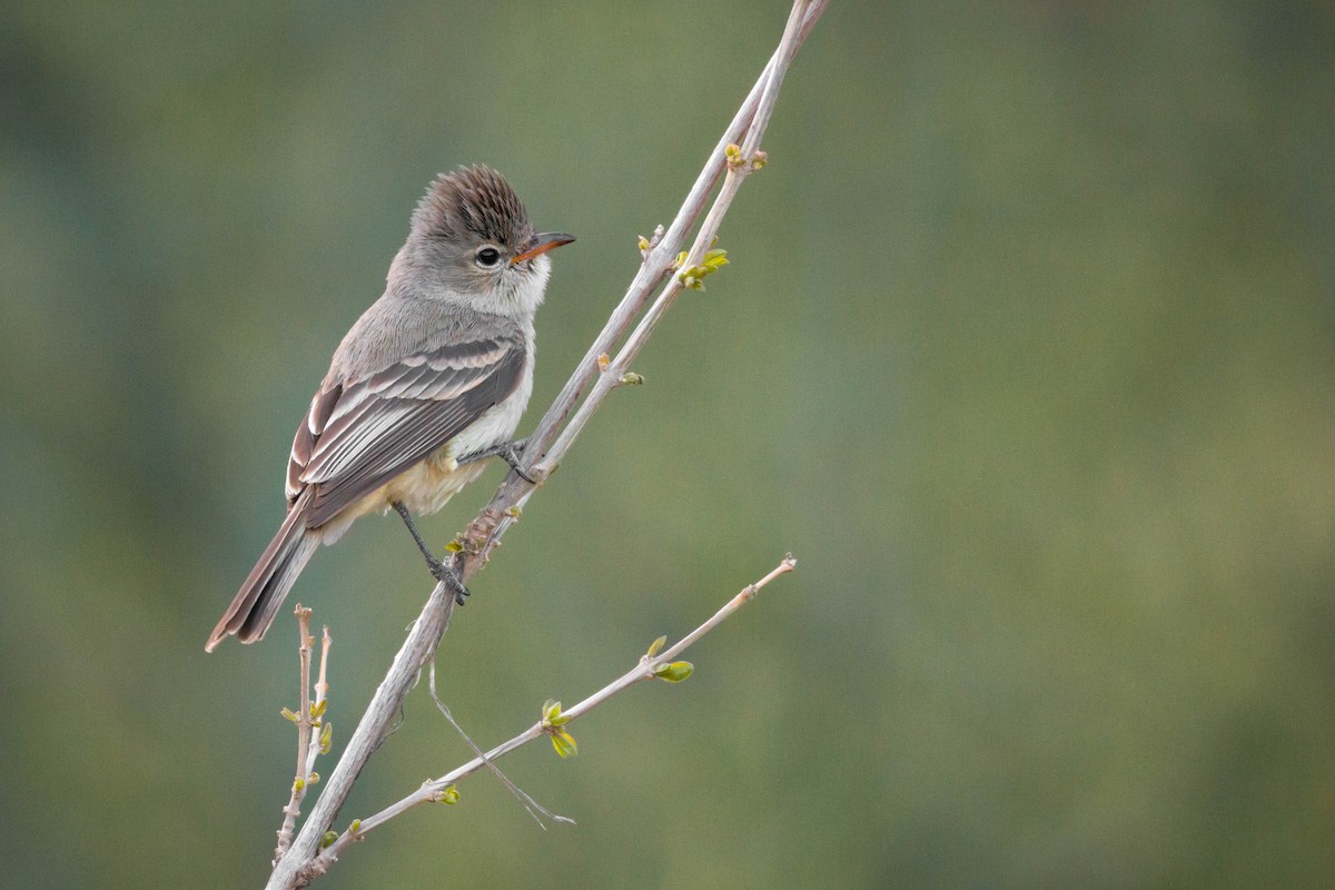 Northern Beardless-Tyrannulet - ML149959421