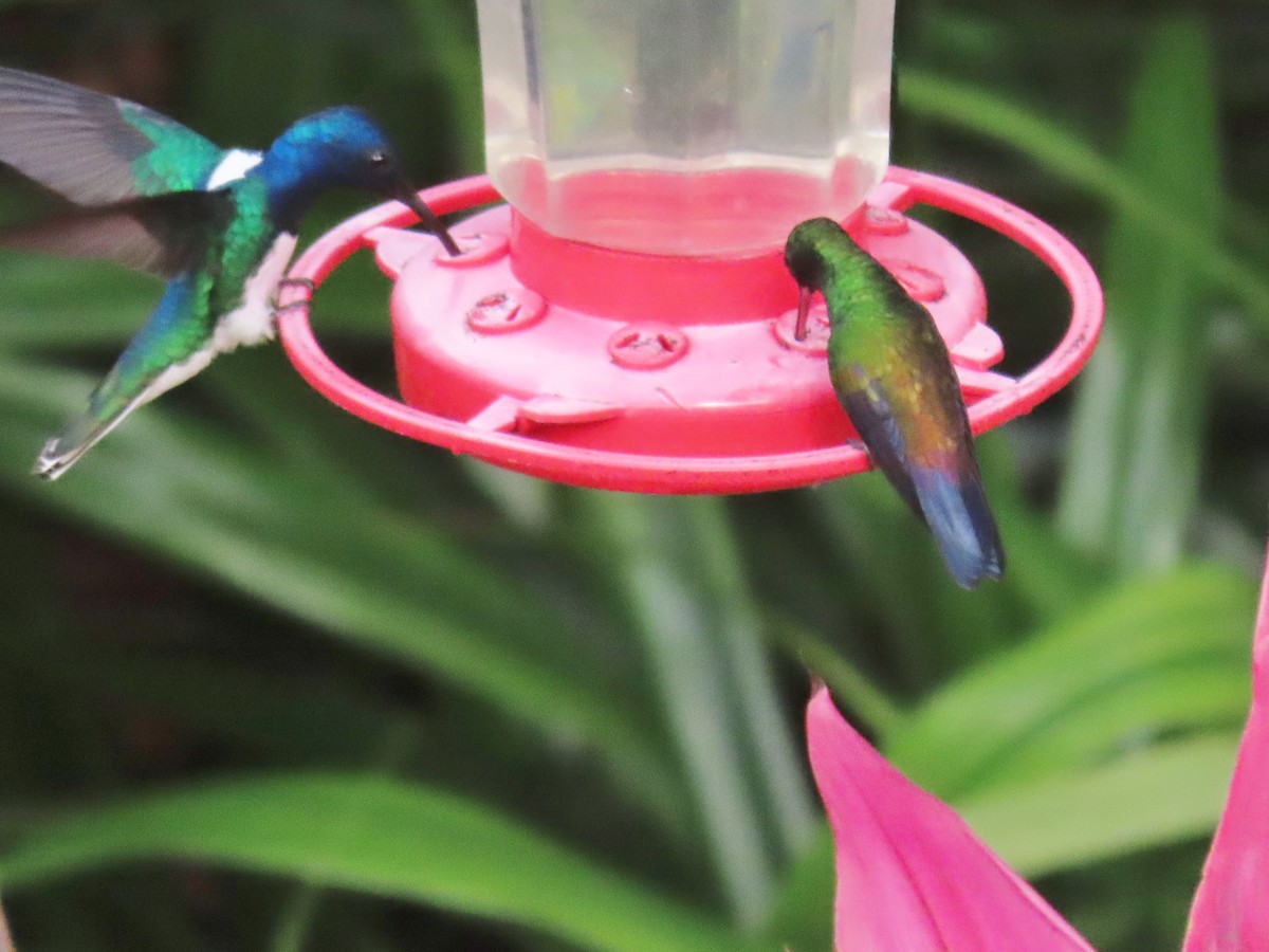 Copper-rumped Hummingbird - ML149959541