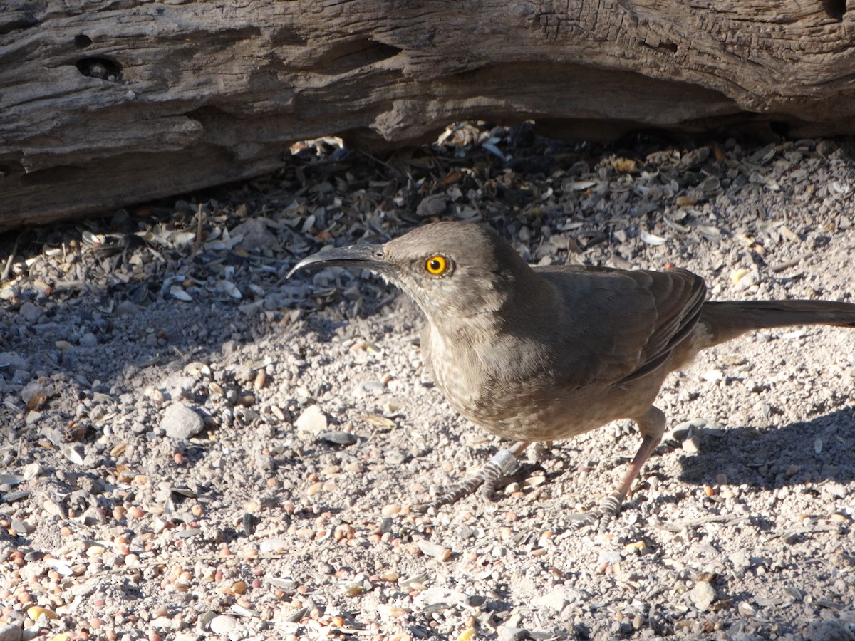 Curve-billed Thrasher - ML149959771