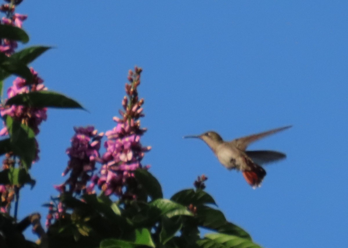 kolibřík červenohlavý - ML149959911